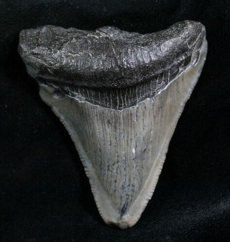 Bargain Megalodon Tooth - Florida #7934